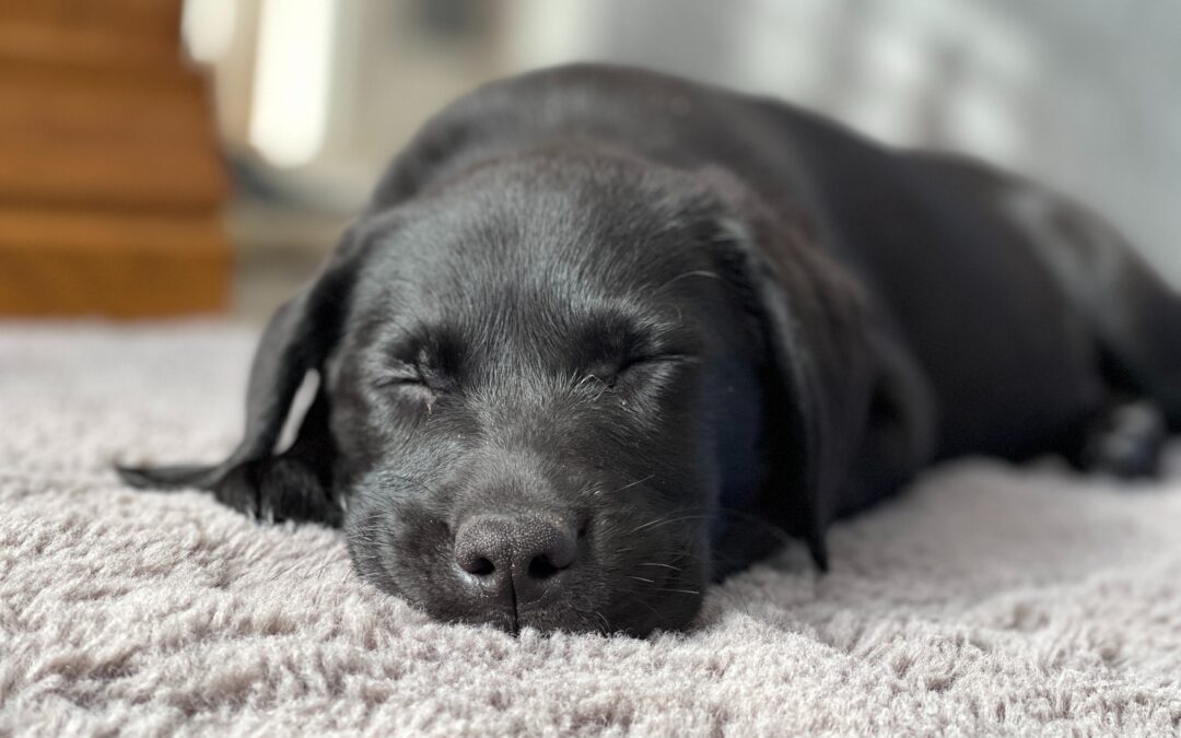 5 Reasons to Leave Pet-Stained Carpets to the Pros