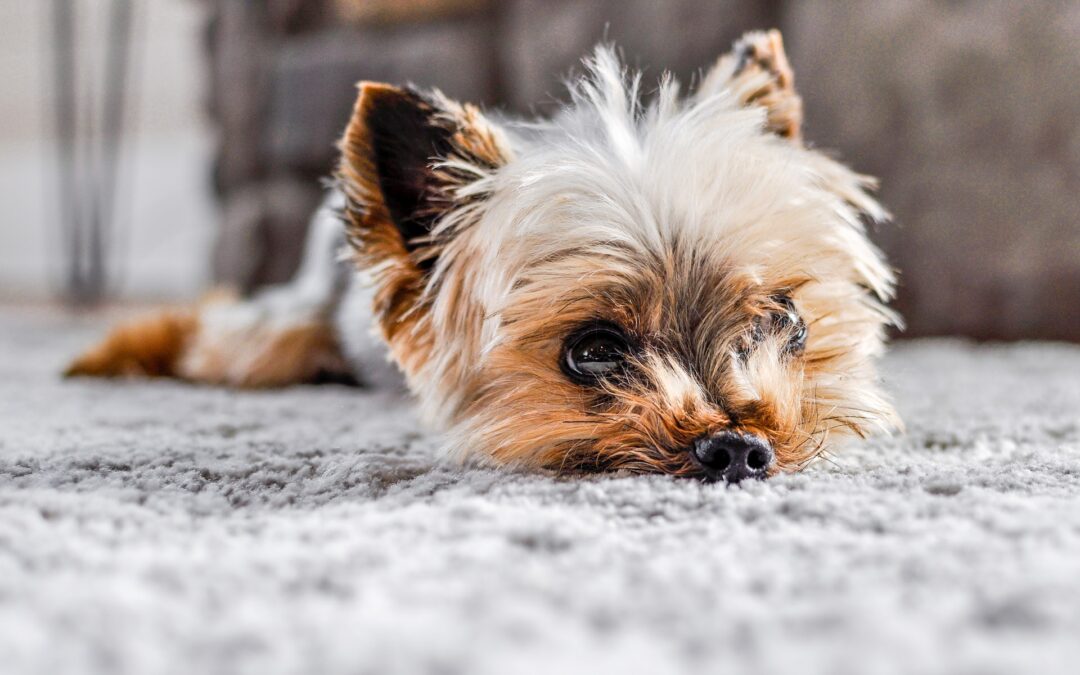 Pet-Friendly Carpet Care: Tips for Maintaining a Clean Home