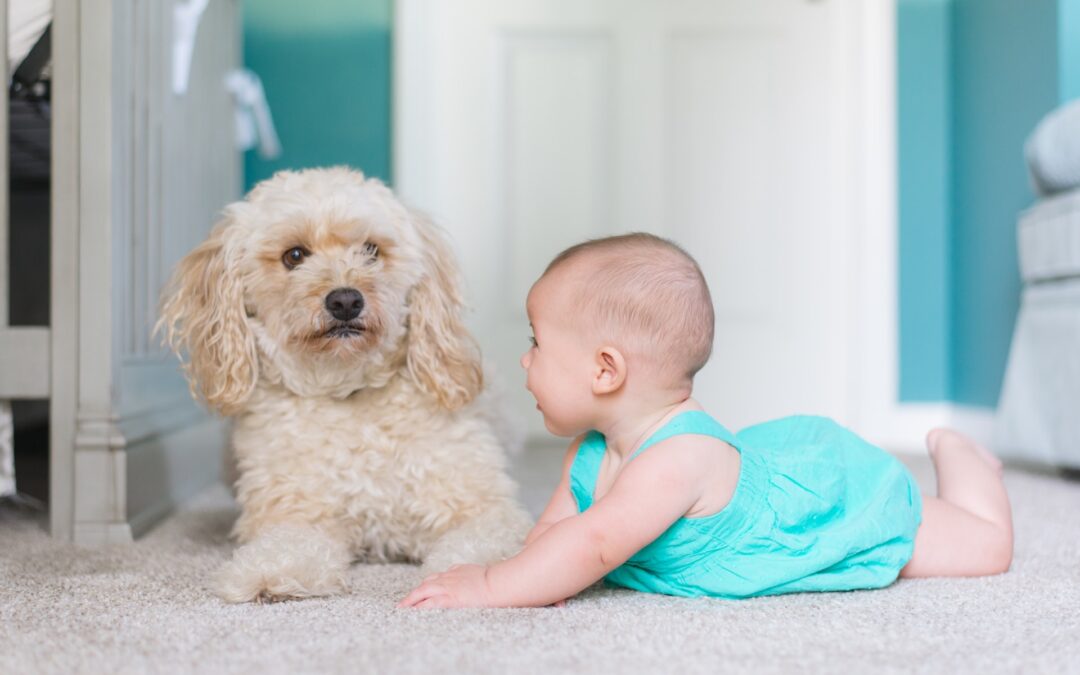 dog and baby on carpet