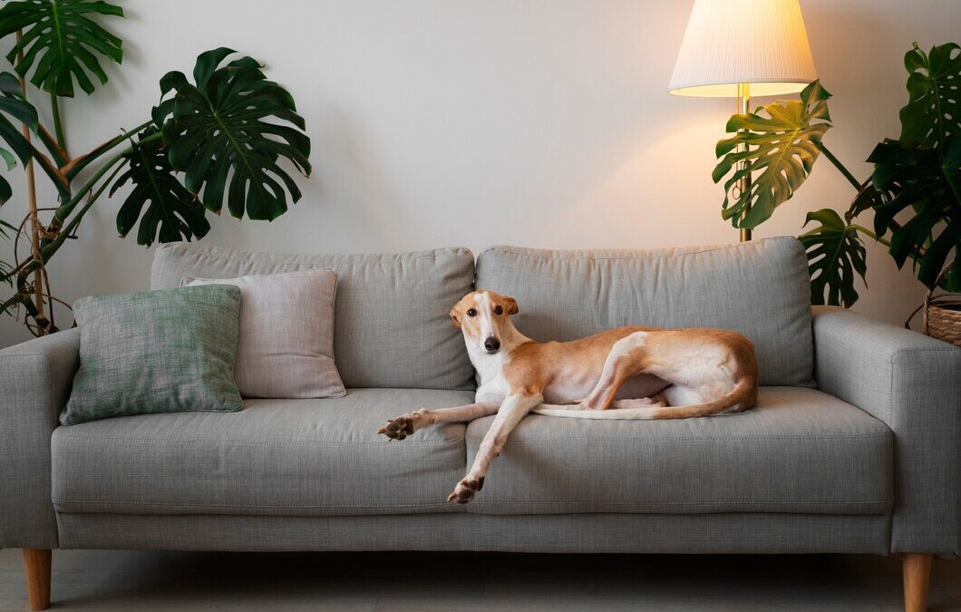 Banish Unpleasant Pet Odours and Enjoy a Fresher, Healthier Living Space